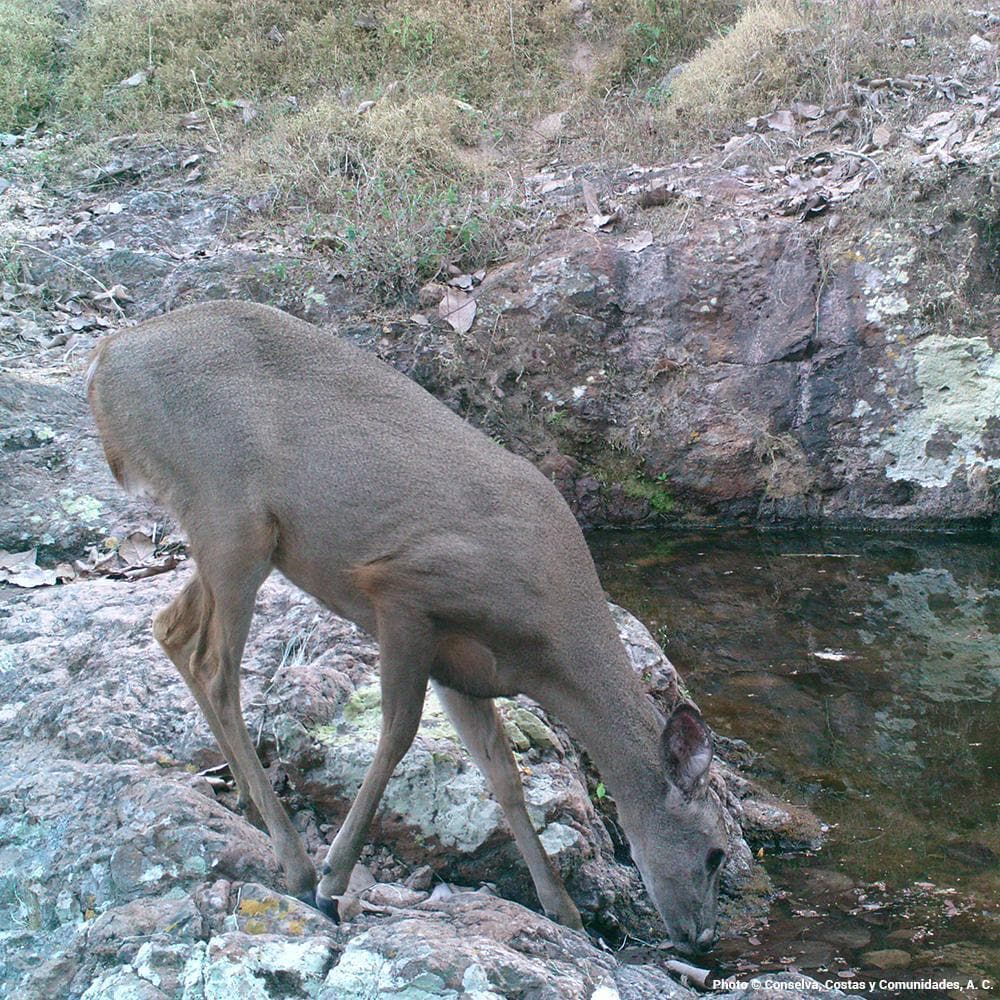 Donation - Restore Natural Springs In Mexico