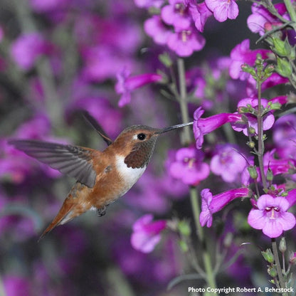 Donation - Restore Pollinator Habitat Destroyed By Wildfires