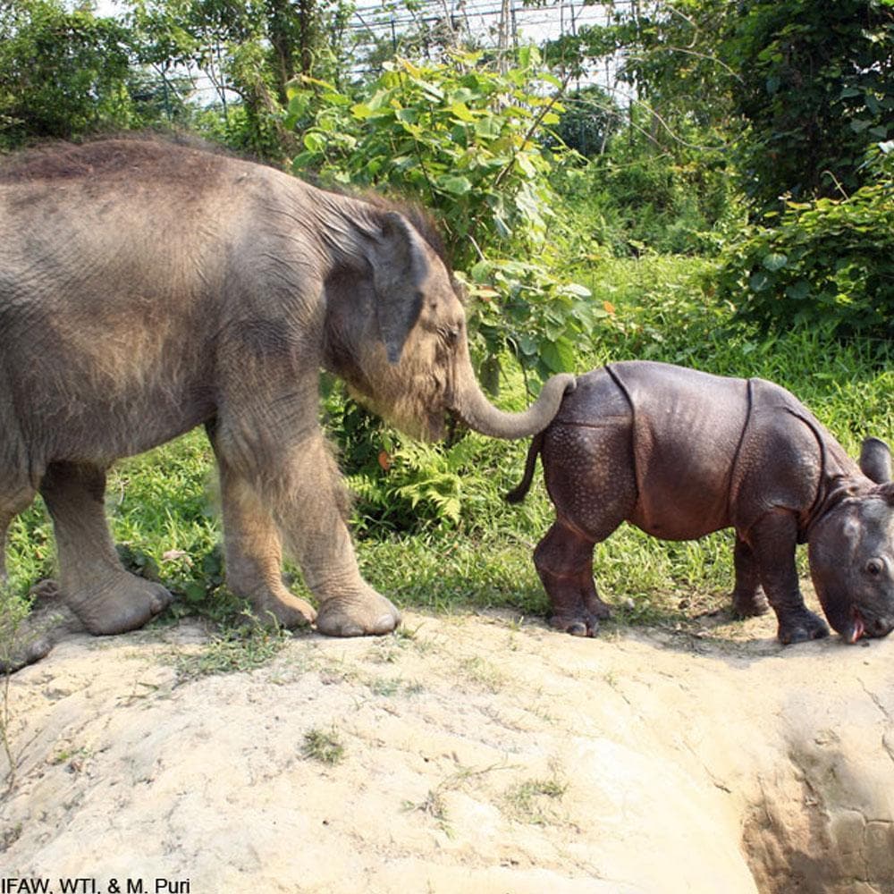 Donation - Return Orphaned Elephants & Rhinos To The Wild