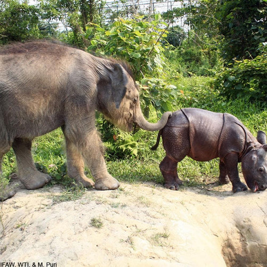 Donation - Return Orphaned Elephants & Rhinos To The Wild