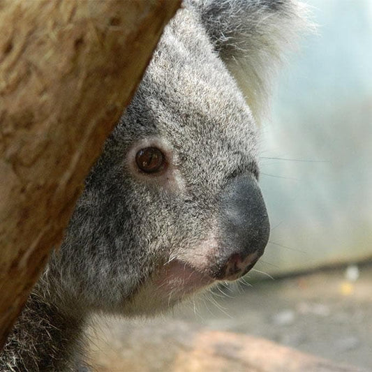 Donation - Return Rescued Koalas To The Wild