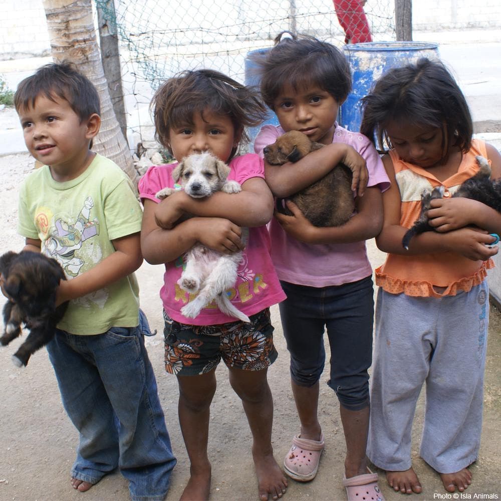 Donation - Save Dogs In The Mexican Jungle