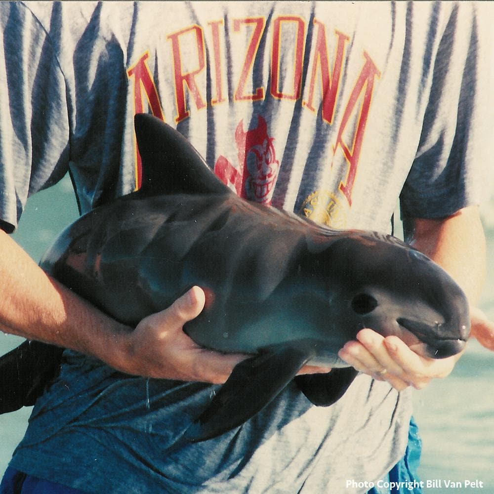 Donation - Save The Critically Endangered Vaquita