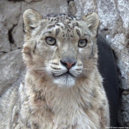 Donation - Save The Snow Leopard