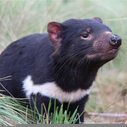 Donation - Save The Tasmanian Devil From Extinction