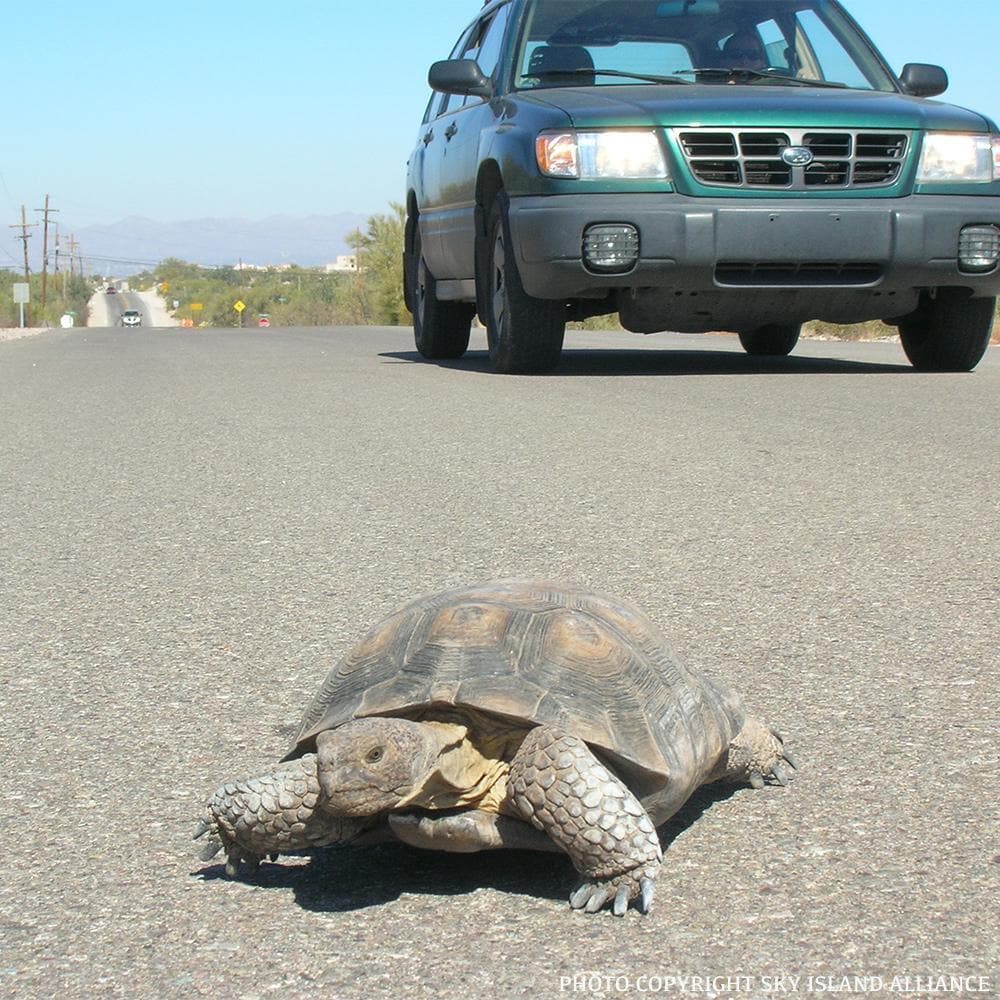 Donation - Save Wildlife - Stop Roadkill!