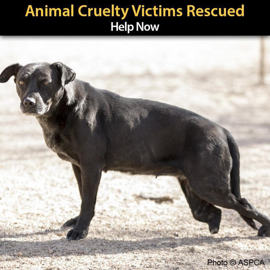 Donation - URGENT: Animal Cruelty Victims Need Your Help