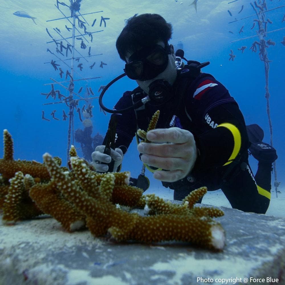 Donation - Veterans Respond: Coral Reef Restoration Hurricane Recovery