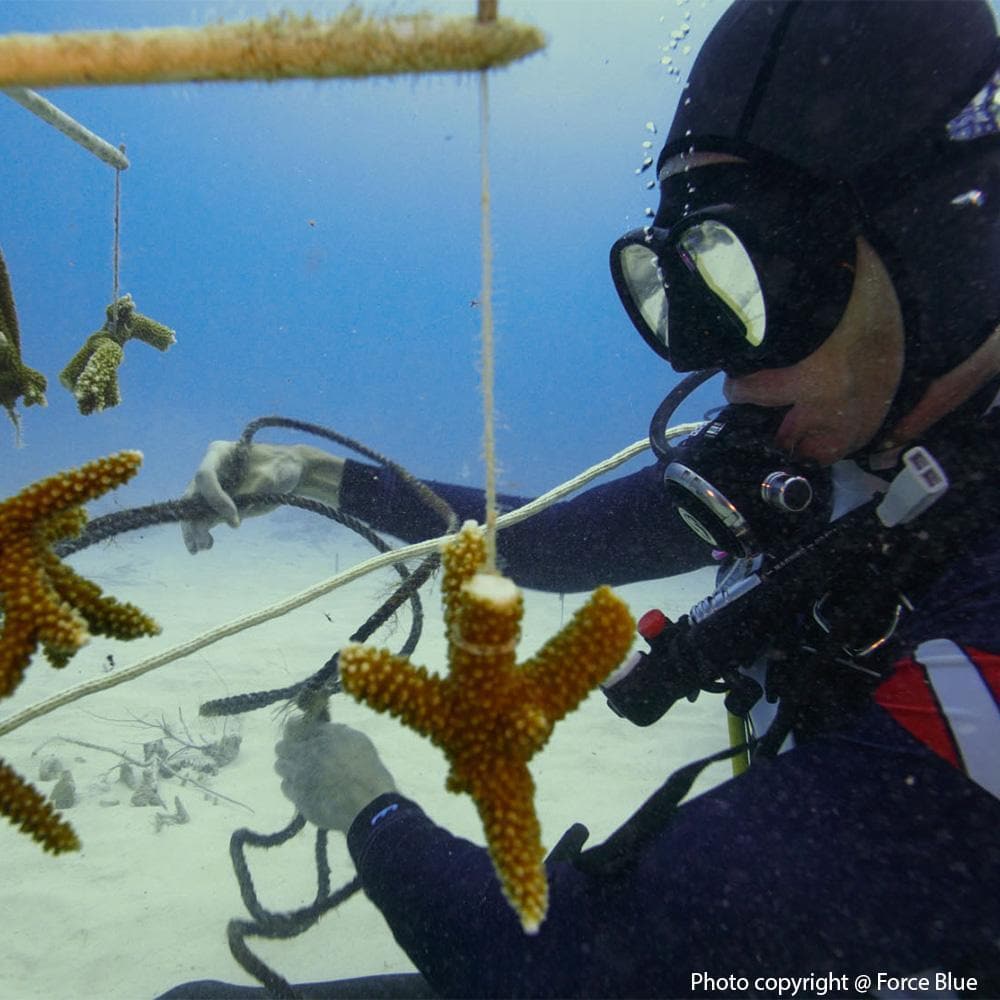 Donation - Veterans Respond: Coral Reef Restoration Hurricane Recovery